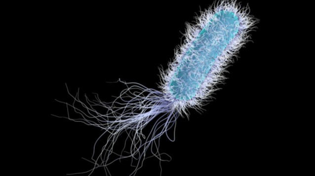 Microorganisms , fashionable antibiotics, pathogenic pseudomonas, organisms,  bacterial cells