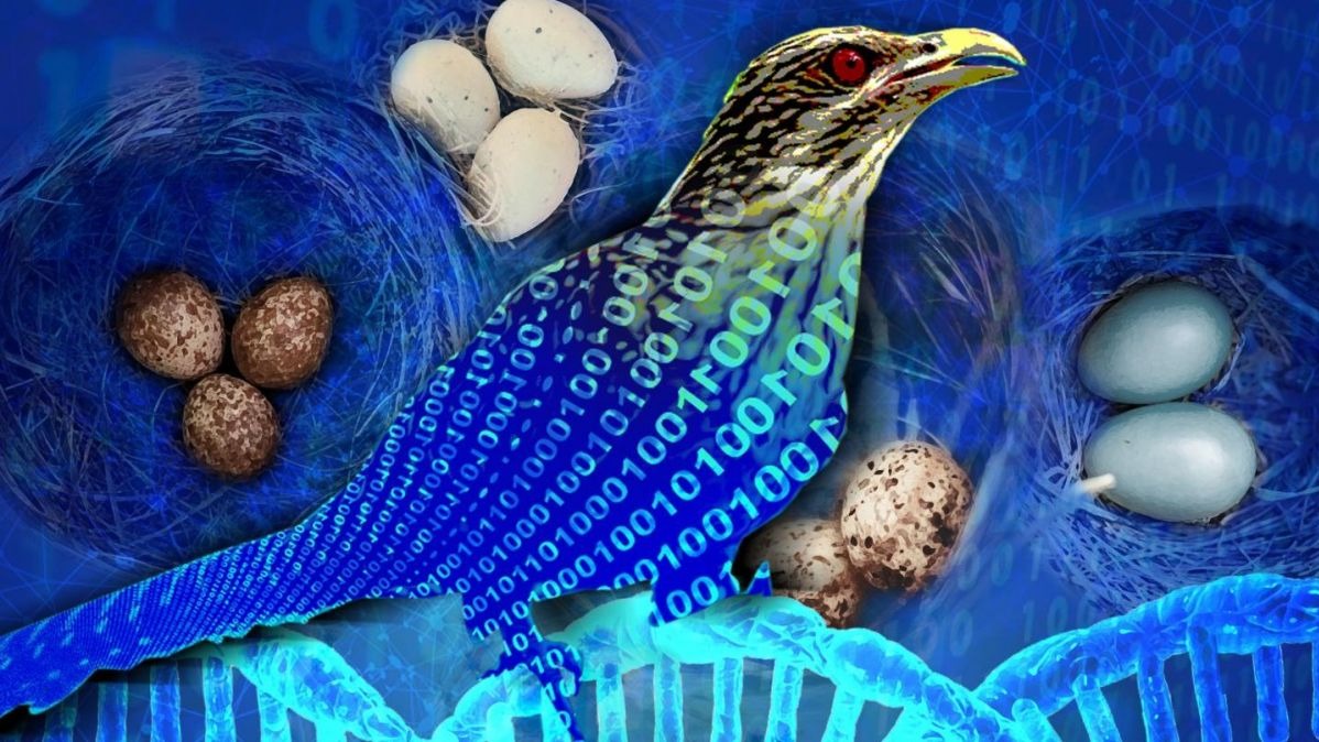 scientists ,  mathematical concept, Duane Johnson, cuckoo seek, technologies