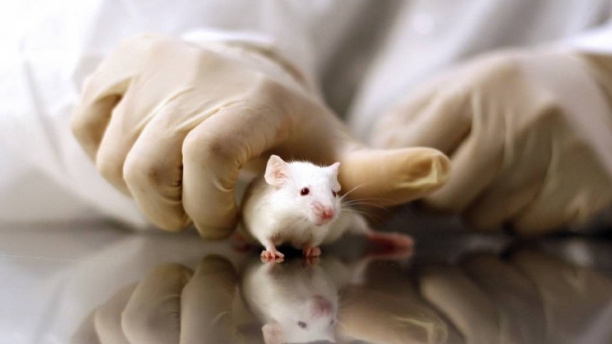 protein hyper-interleukin-6,  Dietmar Fischer, Mice , Designer Cytokine,  regions