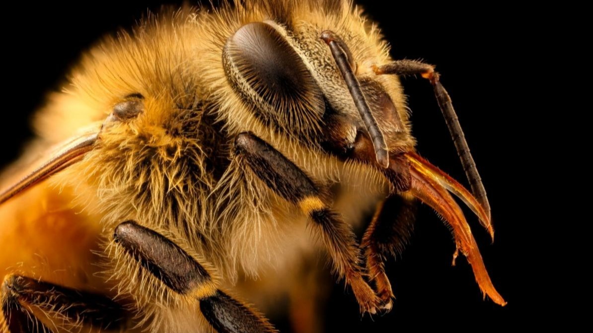 Honey bee,  health, beekeepers , sick, virus
