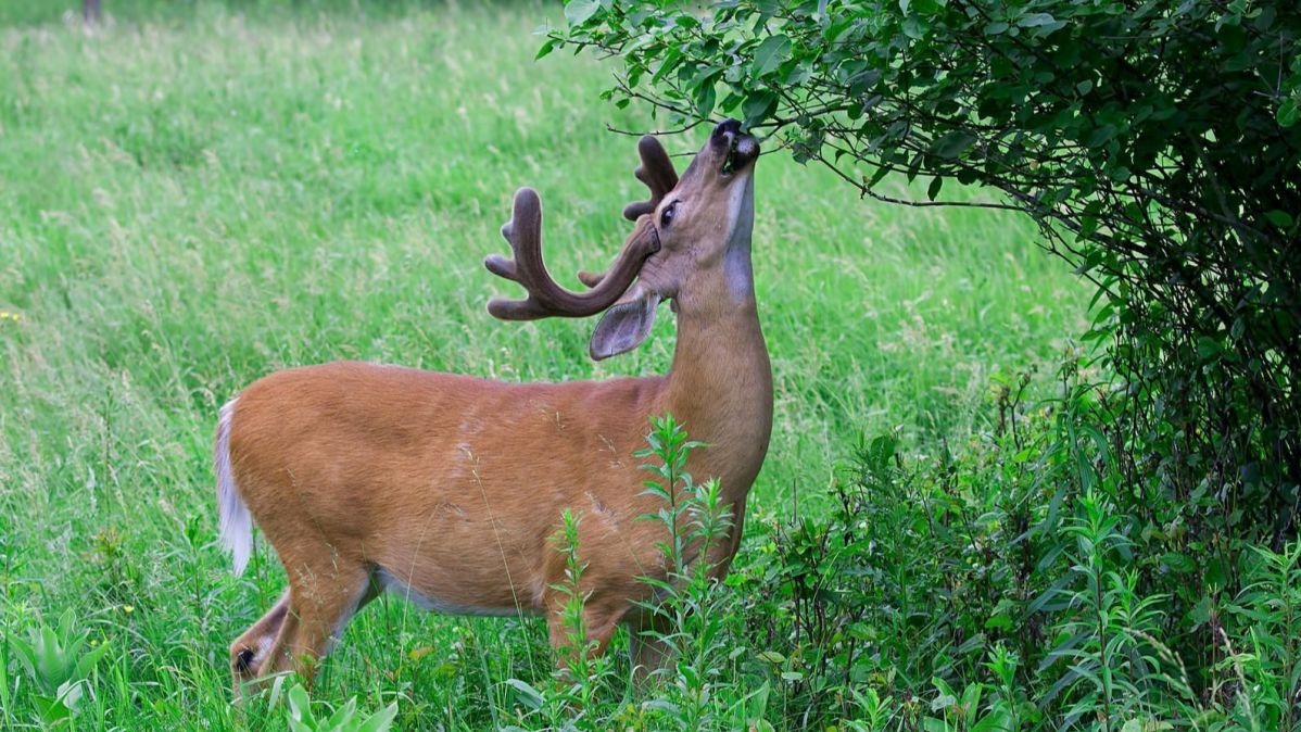 Eocene meals internet, biologists , geologists ,  tender-bodied organisms , species