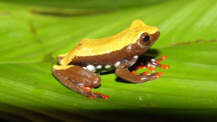 Sacha Tamia Orejuela,  Ecuadorean rainforest, species, ecosystems ,  convergent evolution