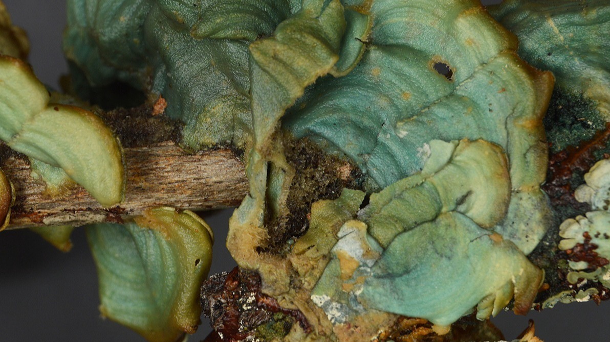 DNA ,  scrub ecosystems, Rare Lichen , ecosystems , science