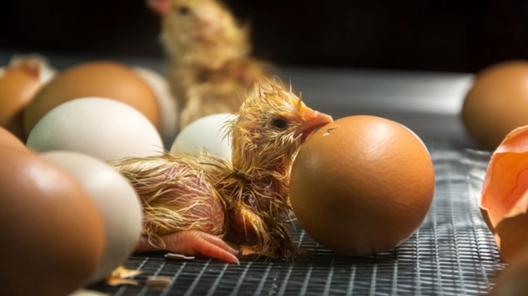 Eggs , business , ultraviolet , microbial , Technology