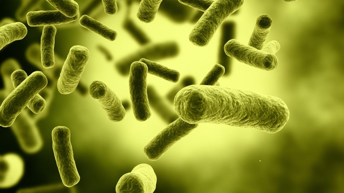 Microorganisms , DNA damage, corynebacterium glutamicum , Bacteria , vesicle