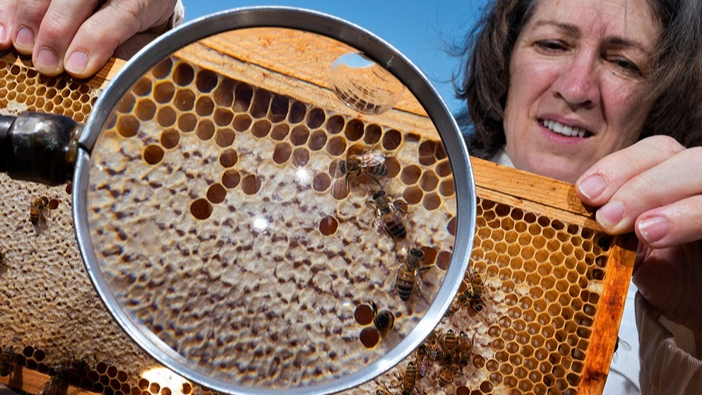 Honey bee , health, sperm,  sacbrood virus,  immune structures