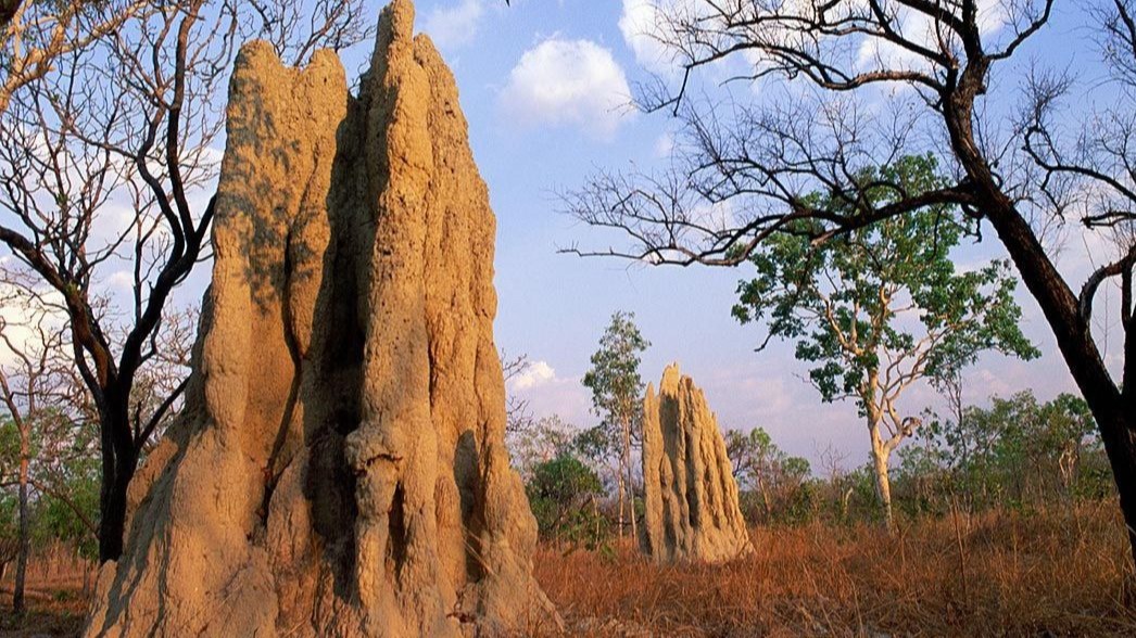 biology, physics, morphogenesis, pheromones, mathematical , Toulouse,  France