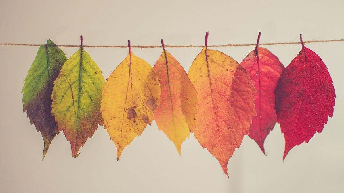 Adolescence , cortical areas, brain, psychology, youth trauma