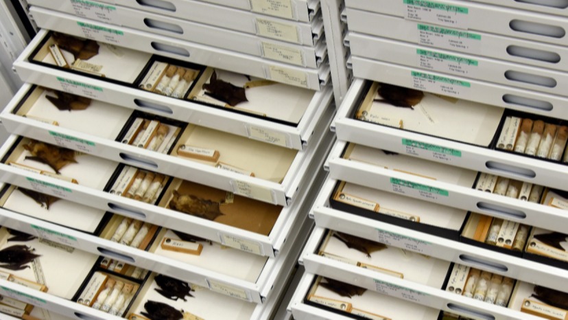 illnesses, zoology , specimens , harbor infectious , animal