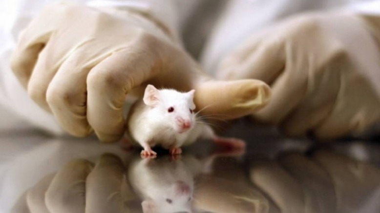 Cytokine, Dietmar Fischer, hyper-interleukin-6 , paraplegia, scientists , mice