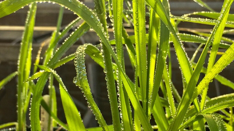 agriculture , peanuts, DNA , protein , Gluten , power,  fiber,  vitamins