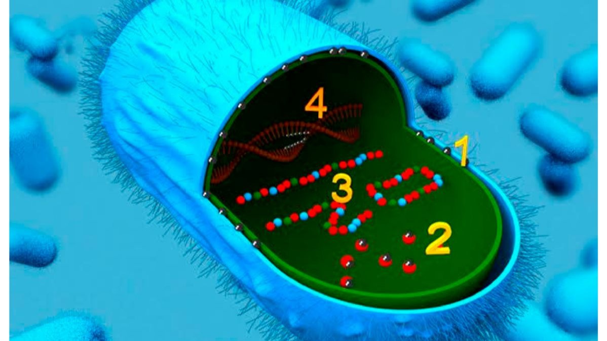 wheat flour,  mutton,  eggs,  milk,  cabbage,   bananas, antibiotics