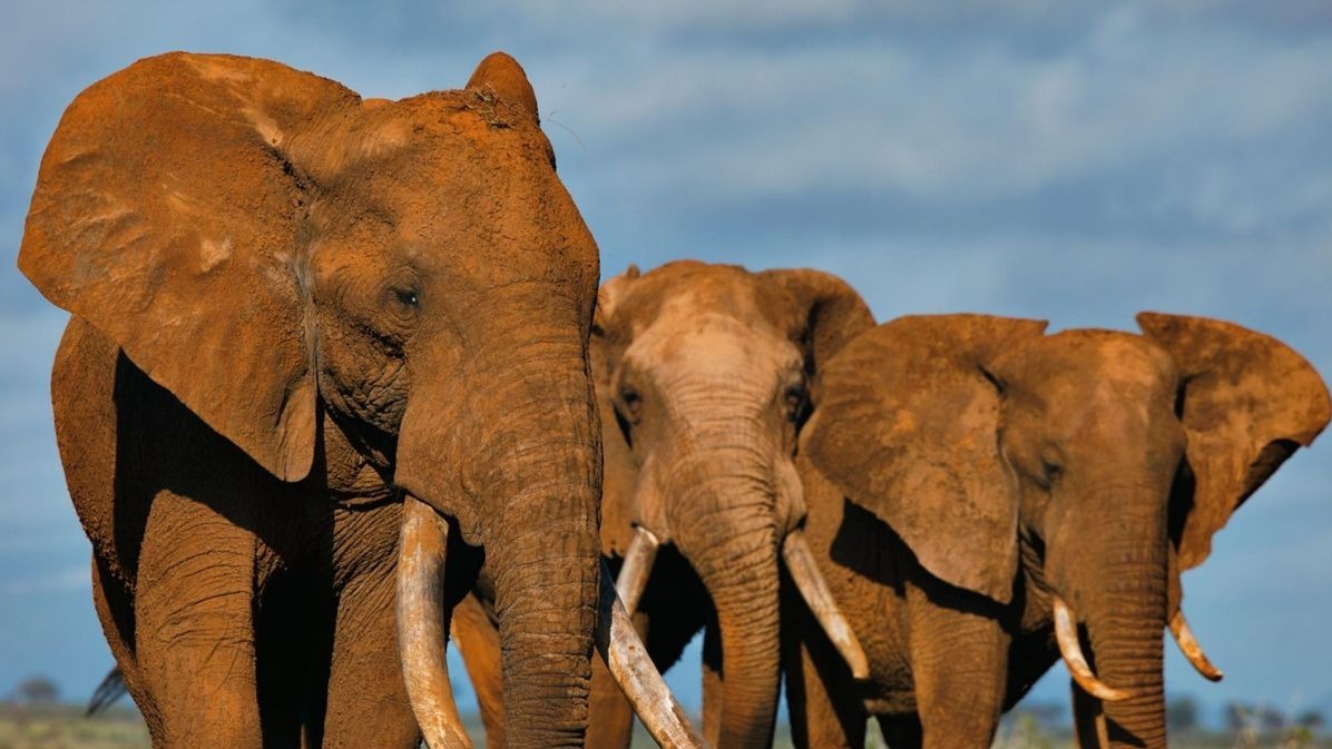 African elephants, foreign zoo,  elephants,  people,  foreign customers