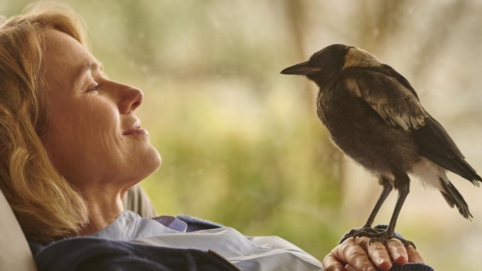 Penguin Bloom Assessment, celebrity , director , penguin, bloom and Bradley