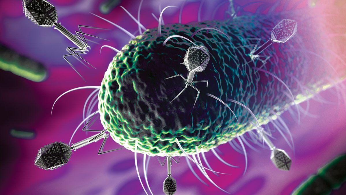 Bacteria-infecting viruses , drugs ,  human,  biology,  planet