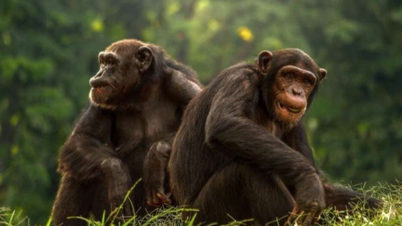 mysterious neurological disorder,  sarcina infections,   humans,  sickness , sarcina bacteria