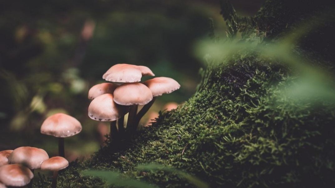 immune , gut fungi,  anti-fungal antibodies,  card9 gene,  fungal immunity, Paris,  France