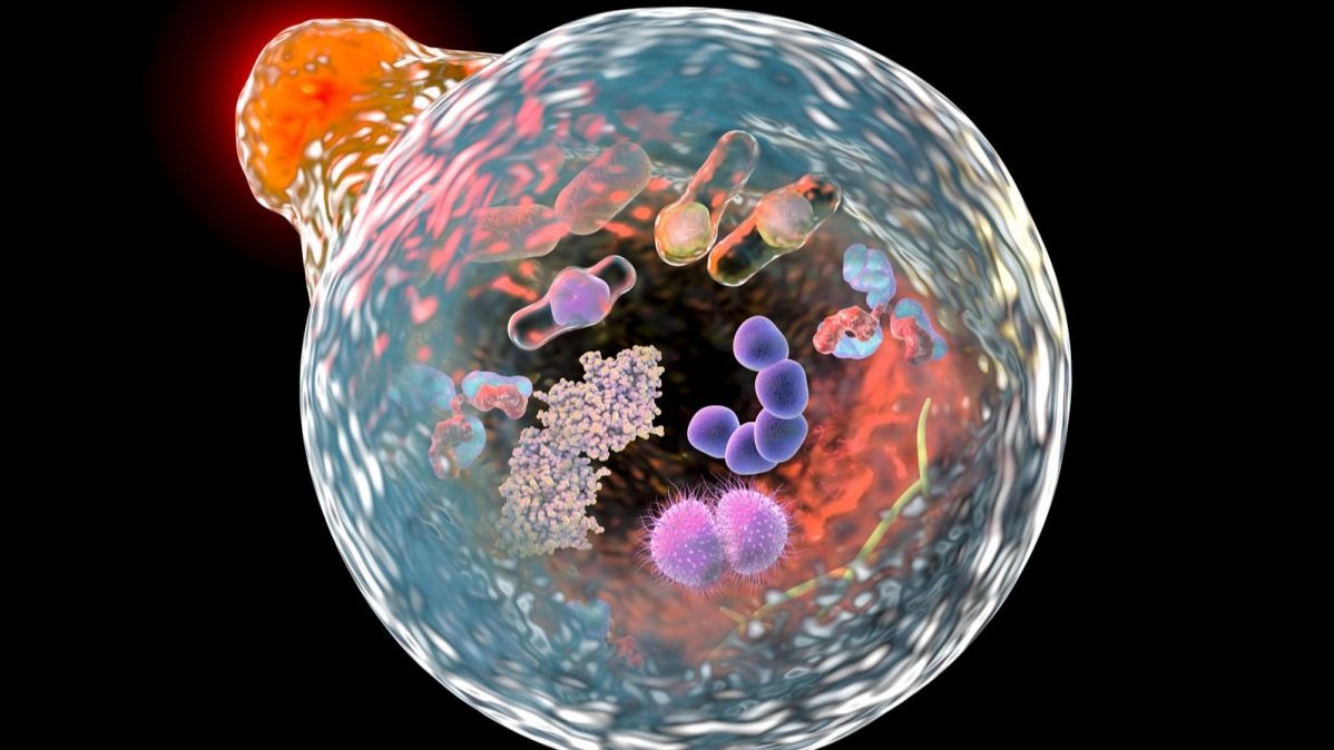 bioinformatic,  endocytosis , autophagy, virus, cells