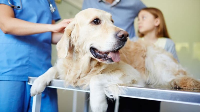 covid-19,  lockdown ,  human beings, covid-19 , animal ownership, health,  wellness,  loneliness