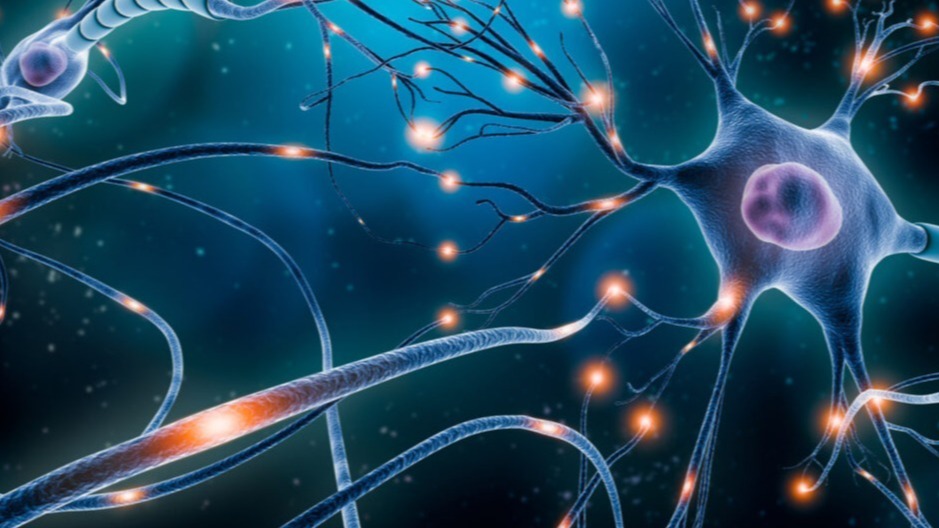 food ,  chronic , goal neurons , molecular psychiatry, Neurons