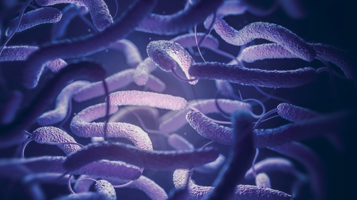 protein , biofilm, temperatures, Cholera, health