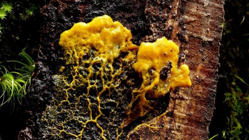 dynamic,  organism,  Polycephalum, meal , fungi