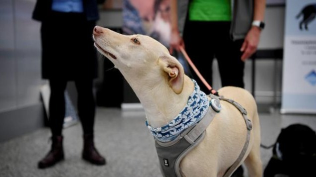 Numerous, chemical analysis,  cancers ,  gas chromatography-mass spectrometry , covid-19