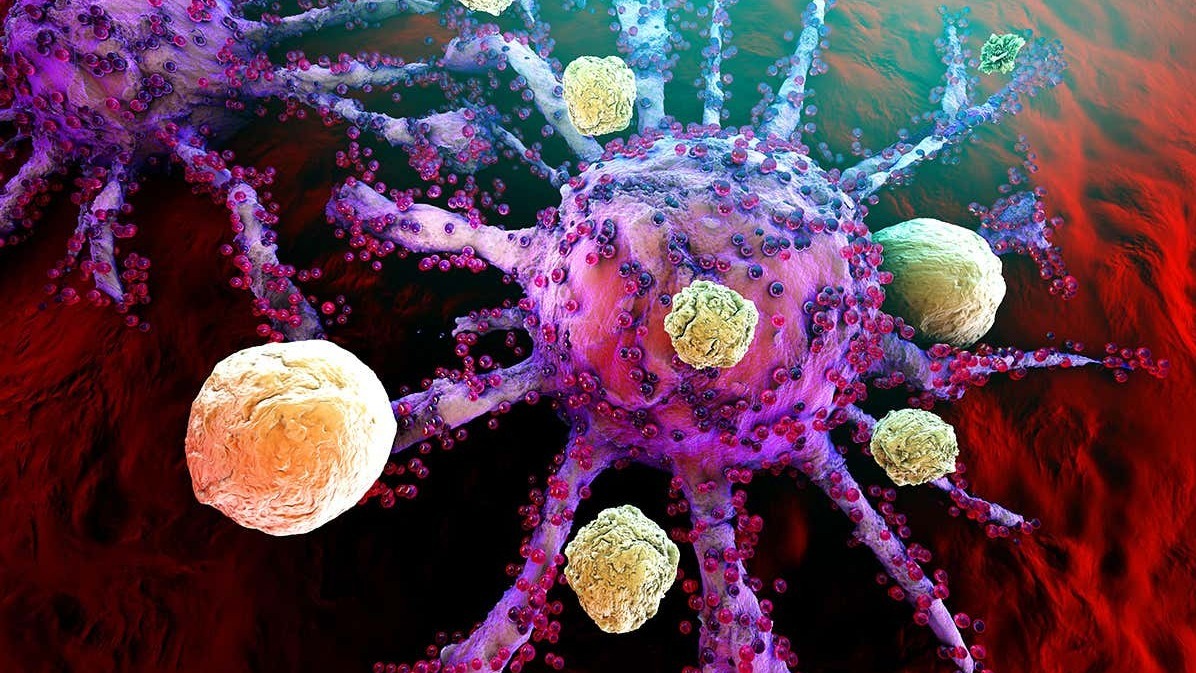 t cell, IgM,  IgD,  igg,  iga, immunotherapies, cancer