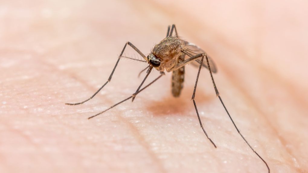 malaria,  biochemical sciences, venoms, conotoxins, disease