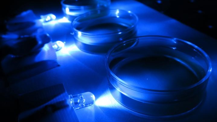 Single-celled algae, Chlamydomonas cells , scientists , Molecular,  Shiny Mild