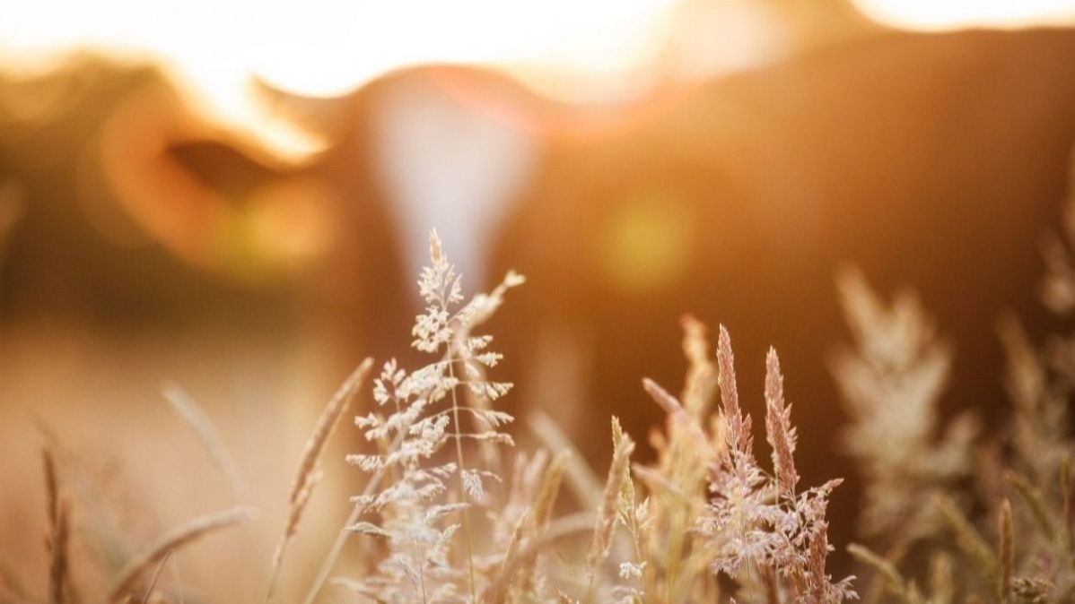 environmental ,  monetary,  political , conditions, Zooarchaeology