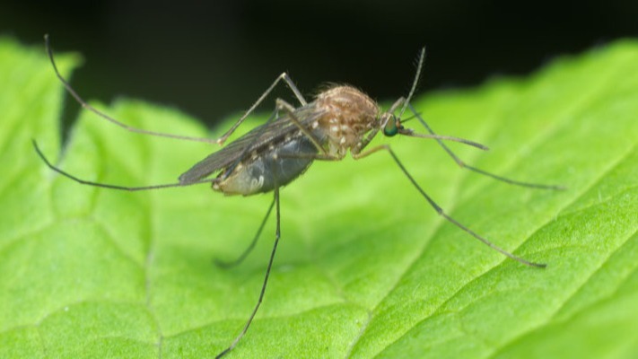 Louisiana country, zika,  dengue, socio-economically, mosquito