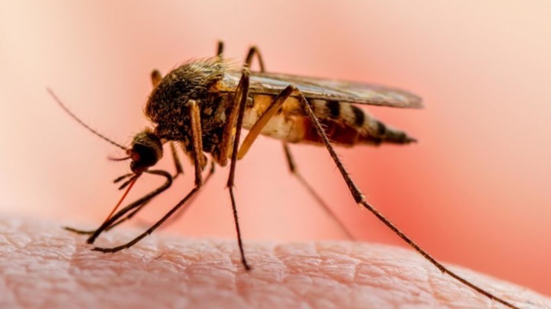 bioarchaeological, mosquitos , malaria , risk, deadliest diseases