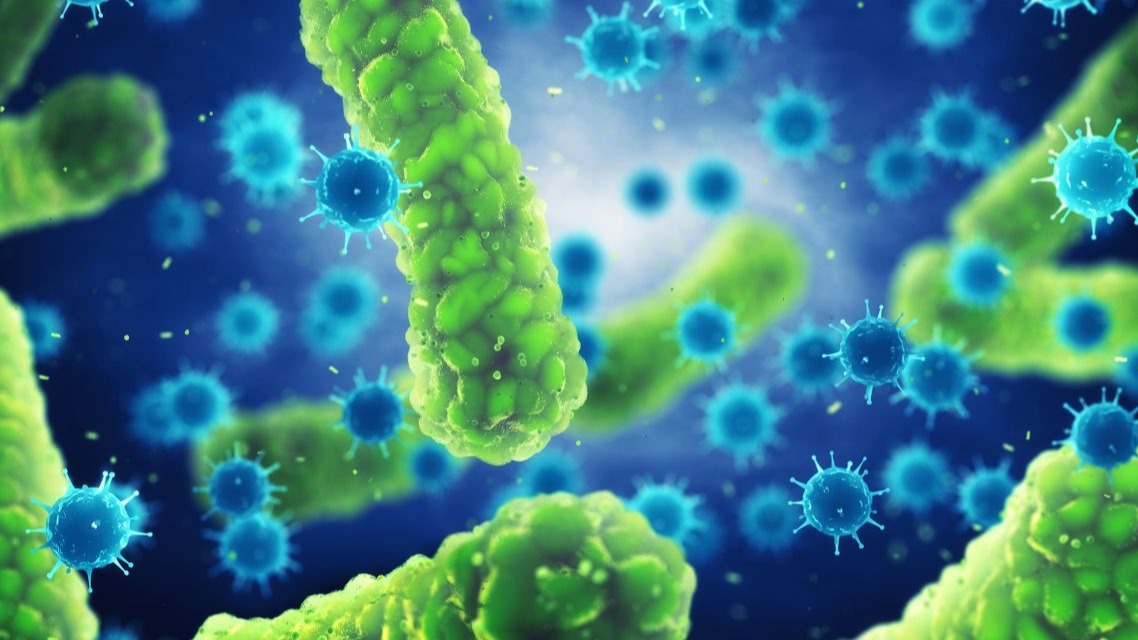 proteins , bacterial ,  immune machine, infections,  salmonella