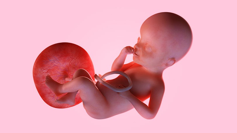 neuroblastoma , rhabdomyosarcoma, human placenta, parallel , Genetic