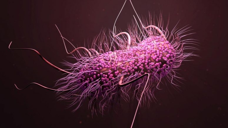 contemporary , antibacterial, antibiotics , bacterium,  Enterococcus faecalis