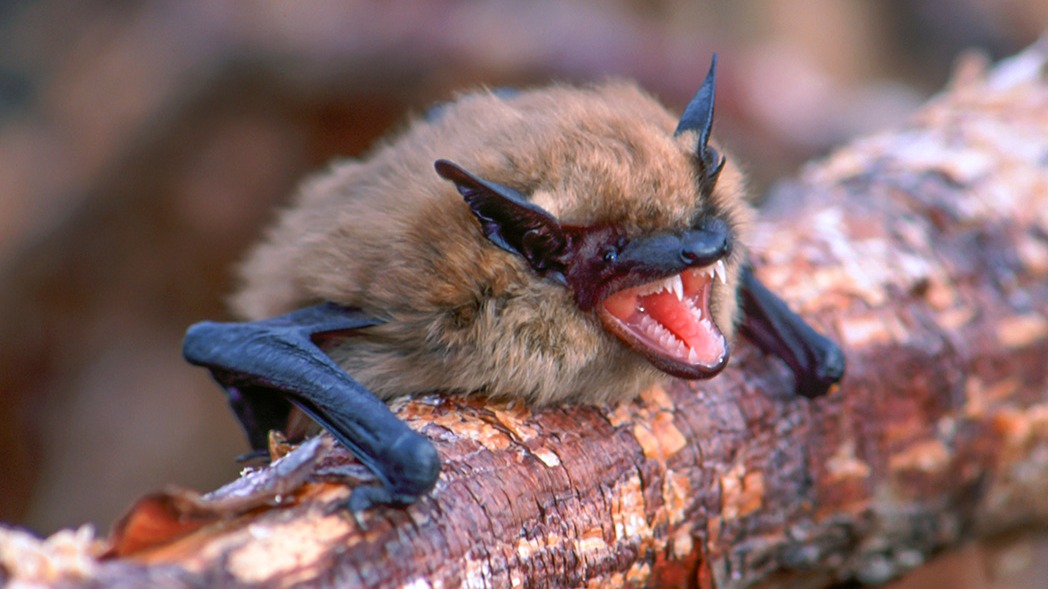 Bats, Animals , Epigenetic, tissue , Genome