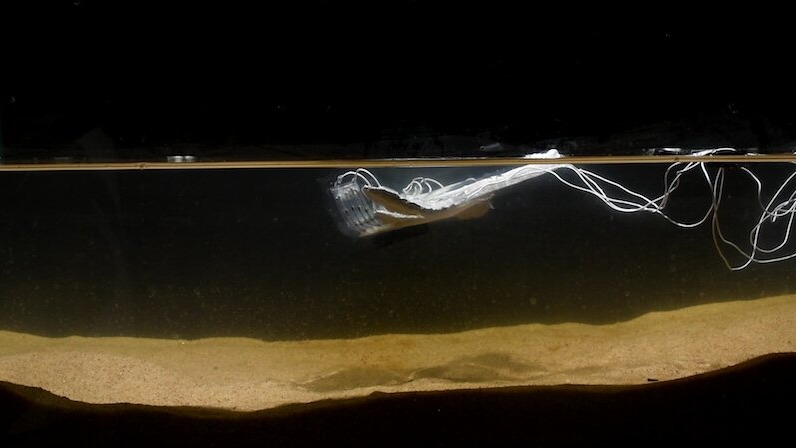 robotics,  metals ,  silver-hydrogel , bioelectronics packages,  tissue