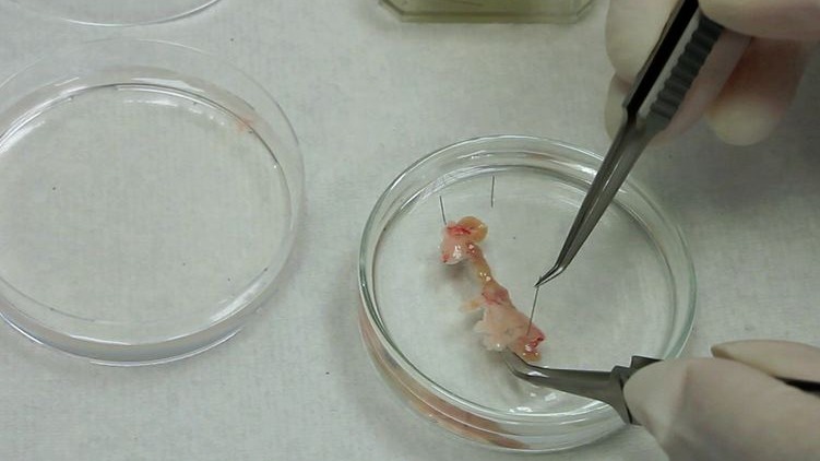 cells ,  stem cells, mouse embryos , heart,  belly,  limbs