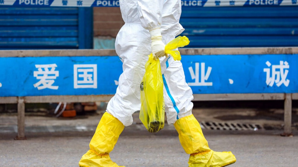 sars-cov-2, Bats , Human, immunity, biology