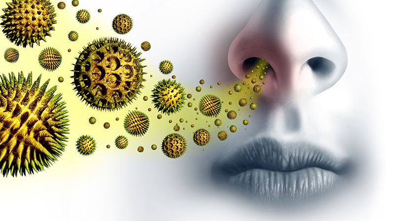 muscle cells,  cytoplasm,  mast cells, asthma, Allergies