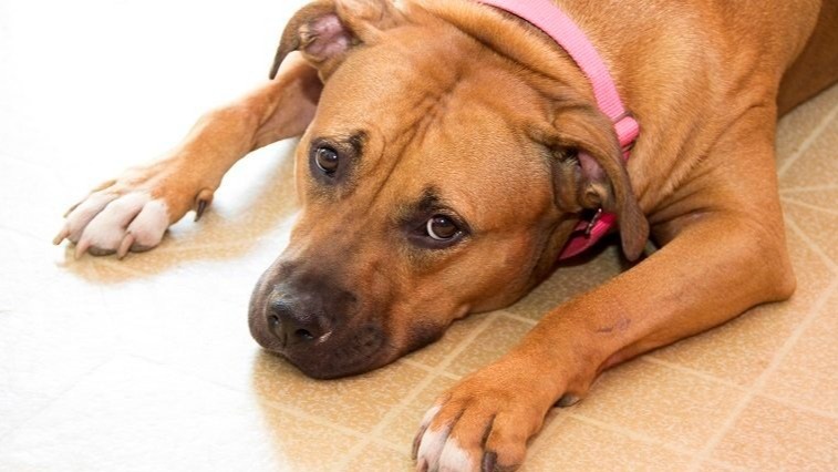 Leishmania parasite odor, Dog, sickness, kids ,  lutzomyia longipalpis