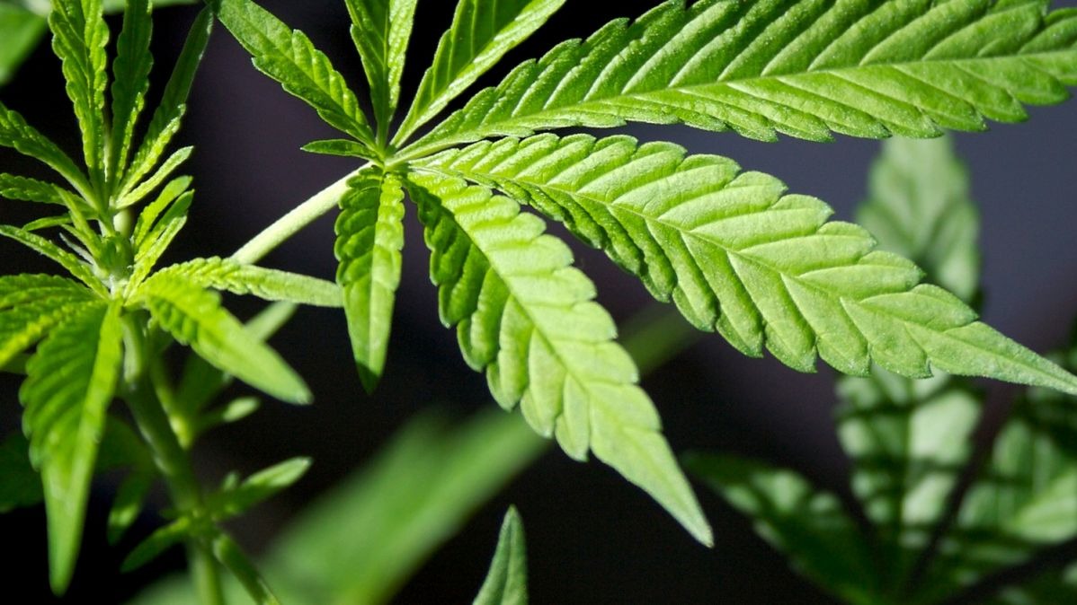 psychology, marijuana , melancholy, cannabis , polygenic