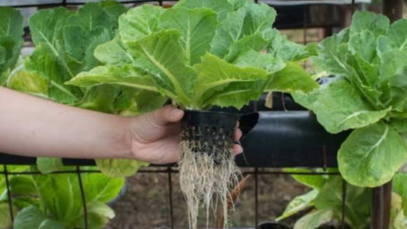 Hydroponics, photosynthesize, PH levels, $1.3 billion, fosters rapid growth, better quality, stronger flexes