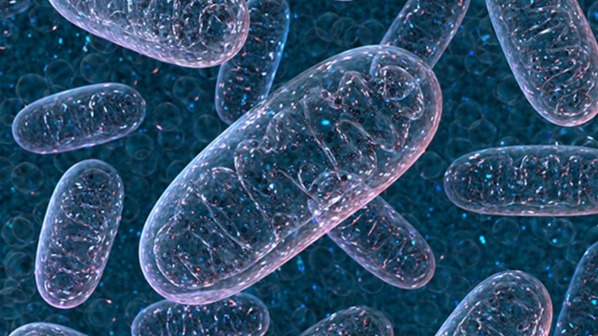 cells, unique , Switzerland, migration , dynamic device