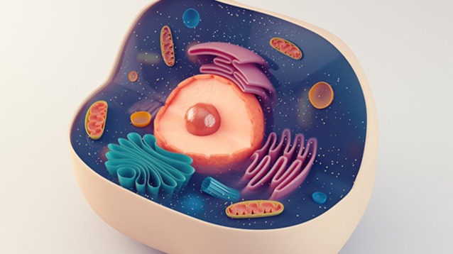 phagocytes, membrane , protein, die , cells