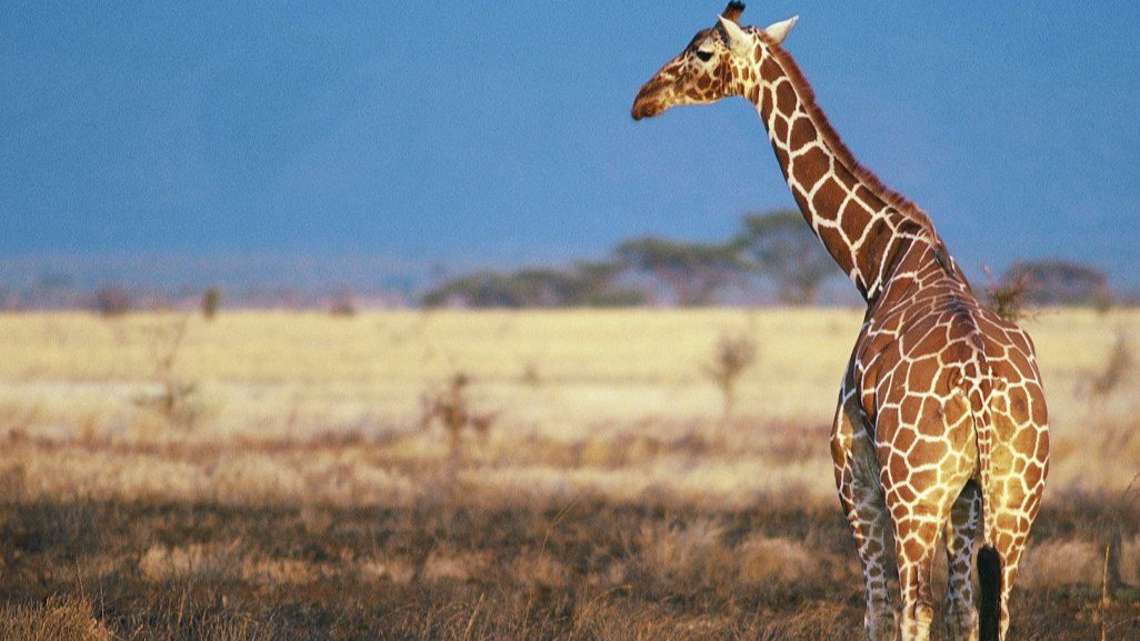 terrific,  anatomy , cardiovascular ,  body structure, Giraffes