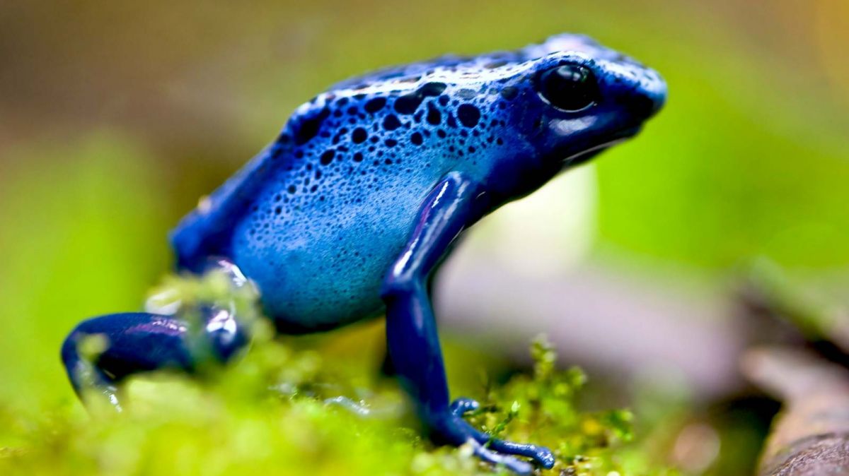 Bugs,  reptiles,  fish,  flowers, west nile virus,  zika,  dengue,  yellow fever