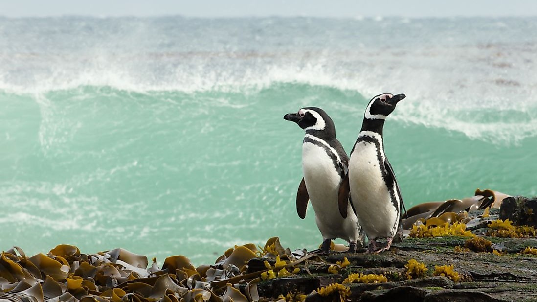 krill,  fish,  squid, penguins, diverse tissues