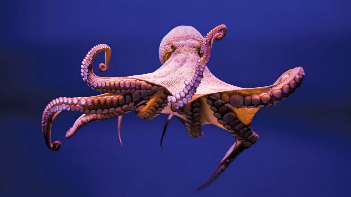 organisms, Cephalopods, cuttlefish,  octopus,  nautilus